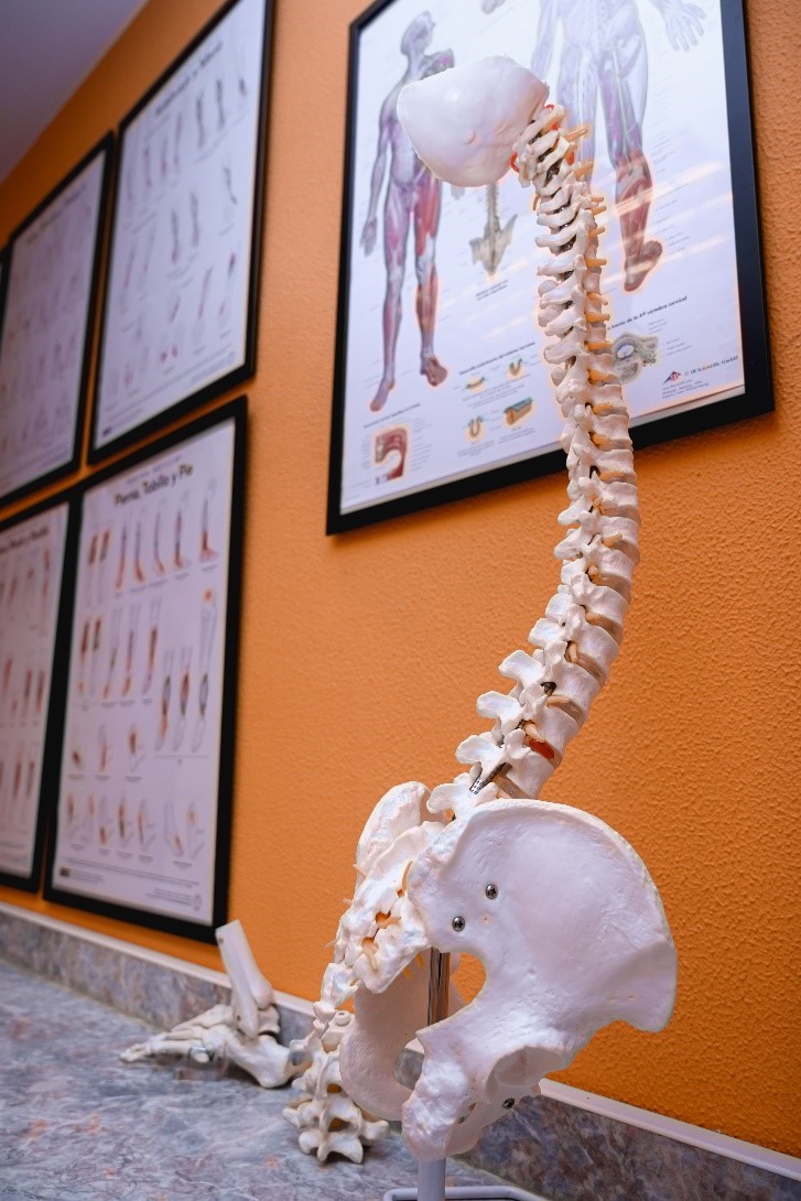 Fisioterapia GUILLERMO FLEXAS representacion columna vertebral